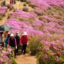 산철죽 군락지 이미지