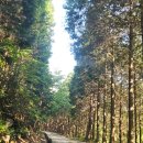 편백자연휴양림 | [여행기록] 하동 편백 자연휴양림 103호 후기