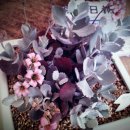 마더스 가든 이미지