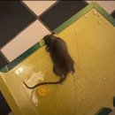 책임약품 | 공주 음식점 쥐퇴치 완벽 해결! 약품처리부터 유입구 차단까지 – 미소창방역 작업 후기