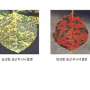 무늬에 이미지