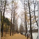 아름아운 단풍, 고요한 수목원, 희연, 남이섬, 서울대공원 이미지