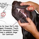 서동 동물메디컬센터 이미지