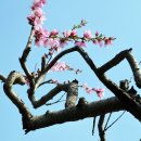 복사꽃피는마을 이미지