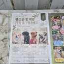 멍블랑 | 🐶당진 애견카페 멍블랑 후기, 견종 구분 없이 함께 뛰어노는 곳