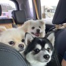 두유 개린이집 | 우당탕 개린이들의 여름휴가