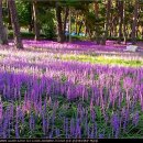 문장대 야영장 이미지