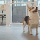 써니 애프터눈 이미지