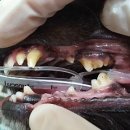 문수동물병원 이미지