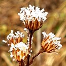 생활 속 경제 이야기 | 더위 식히는 8가지 생활 속 이야기 (조선 후기 정약용)