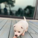 수아켄넬 이미지