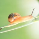 하늘달팽이 이미지