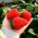 다온유통 | 청주 딸기농장 가격 설향딸기 청주명절선물 남일면 다온딸기