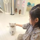 모여봐요 고양이카페 이미지