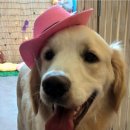 개미용중 이미지