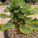 리치아이 이미지