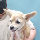 민트동물병원 이미지