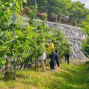 지리산황금나무 이미지