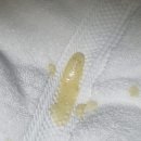 find your dog | Why Do Shih Tzus Vomit Yellow Foam? 🐶 My Dog’s Morning Empty Stomach Issue
