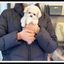 대명동 강아지 이미지