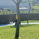 옐레드 애견유치원 & 애견호텔 진주초전점 이미지