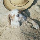 팔자좋은강아지 이미지