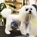 해시도그 이미지