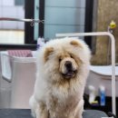 마이핫독 이미지