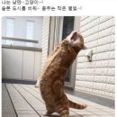 낭만고양이 Daum카페