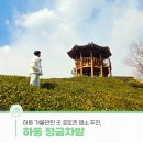 비밀의 정원 | 비밀의 정원 같았던 하동 정금차밭 방문 후기