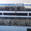 칠성장어 이미지