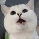 이야옹 이미지