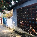 차꽃오미 이미지