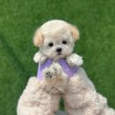 퓨어펫 강아지분양 고양이분양 울산점 이미지