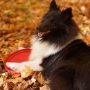 강아지집 이미지