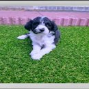 멍멍이천국 이미지