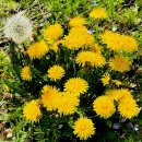 민들레 Dandelion 이미지