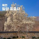 충혼 | 경남 4월 꽃구경 밀양 유명 사찰 표충사