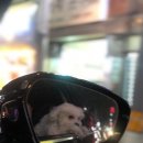 꽃보다개냥 이미지