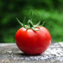 토마토화장품 네이버블로그