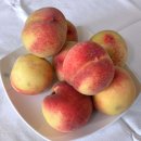 박씨농장 이미지