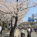 여의도 벚꽃축제 2025 완벽 후기｜푸드트럭, 플리마켓, 벚꽃길까지 즐긴 하루