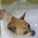 개랑, 마리 이미지