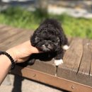 YOMIDOG | 믿음직한 yomidog에서 완벽한 강아지분양 경험!