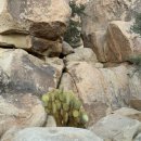 다정누림 | 12월 신혼여행, LA 셋째날 | 조슈아 트리 투어 뿌셔!