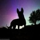 오로라 캣 이미지