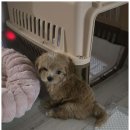 아이러브독 강아지 부천점 이미지