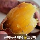 밀양농산 | [라이브커머스대행] 라이브유디X근이농산 꿀고구마 해남고구마 푸드쇼핑라이브 부산 창원 진주 경남 쇼...