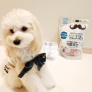 스페푸 | 후기 🐶라떼의 스페푸 젠틀육포 체험후기💕