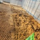 농사꾼농장 | 청년농기계 텃밭관리기 1회 사용 리얼 후기, 초보도 쉽게 쓰는 소형 농기계 추천